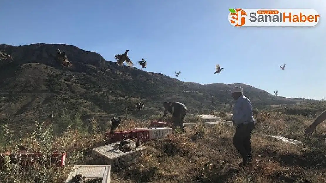 Üretimi Malatya'da Yapılıyor Doğaya 100 bin adet bırakıldı