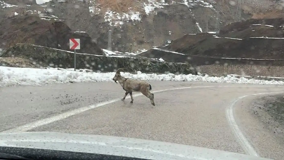 'Dağ keçileri karayoluna indi'