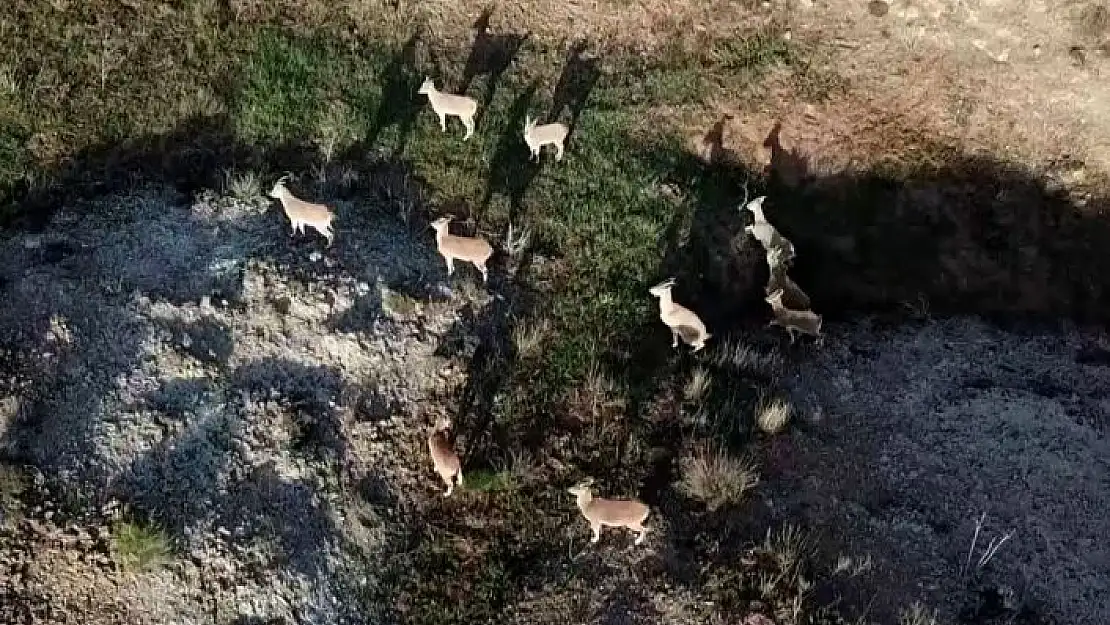 'Dağda gezerken sürü halinde karşısına çıktılar, aklına ilk dron geldi'