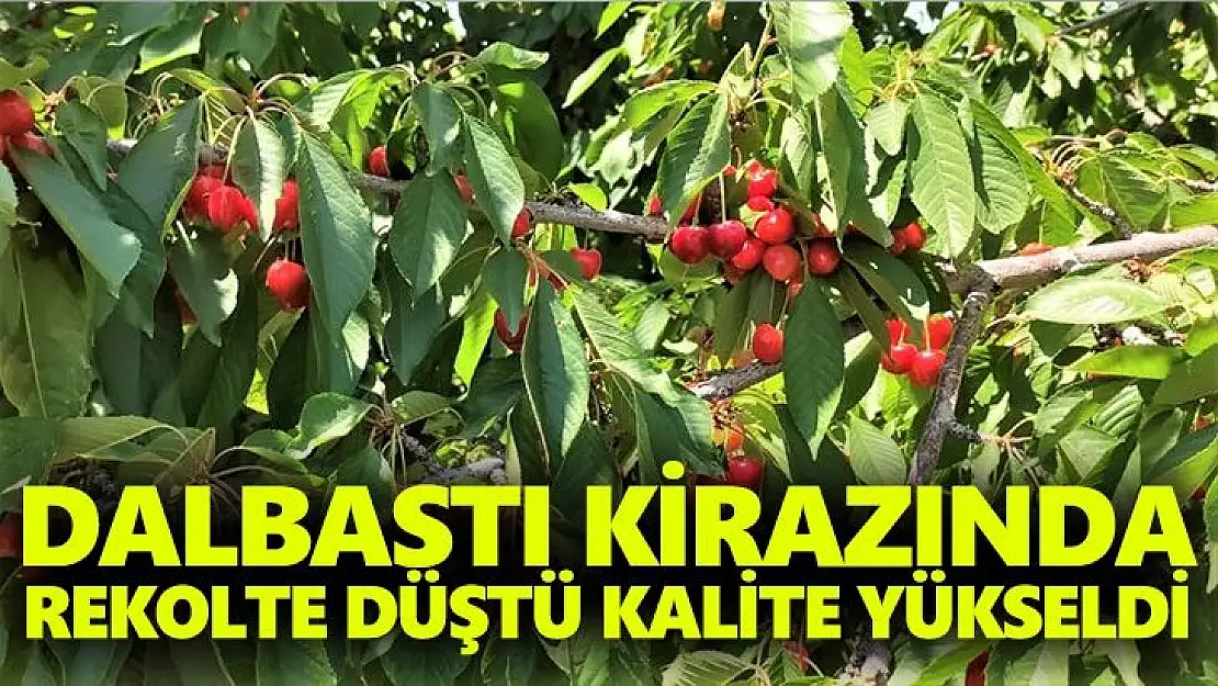 Dalbastı kirazında rekolte düştü kalite yükseldi