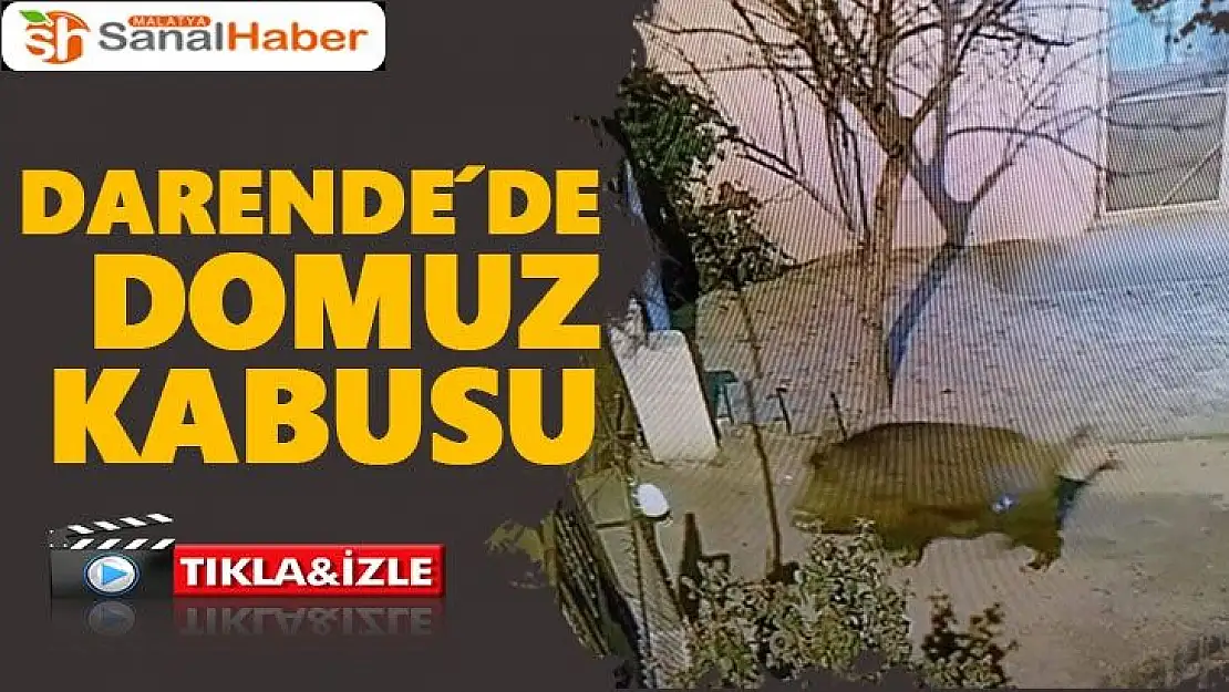 Darende´de domuz kabusu