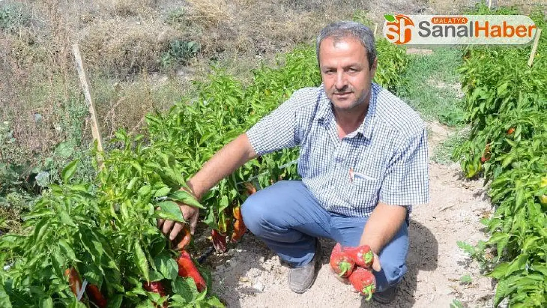 Malatya'da üretimi yaygınlaşıyor