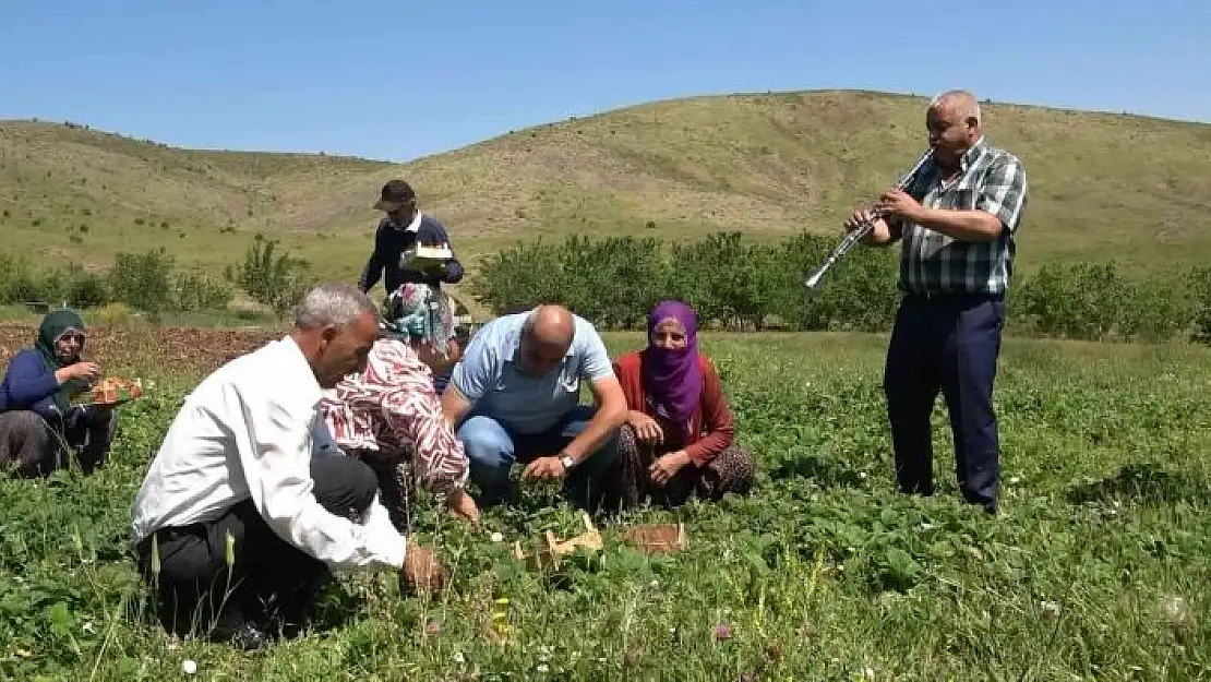 'Davul klarnet eşliğinde çilek hasadı başladı'