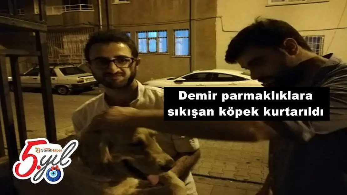 Demir parmaklıklara sıkışan köpek kurtarıldı