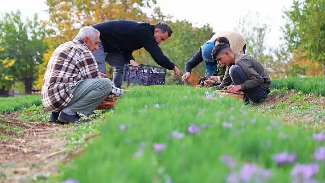 'Deneme amaçlı başladı, kilosu 200 bin liraya satılıyor'