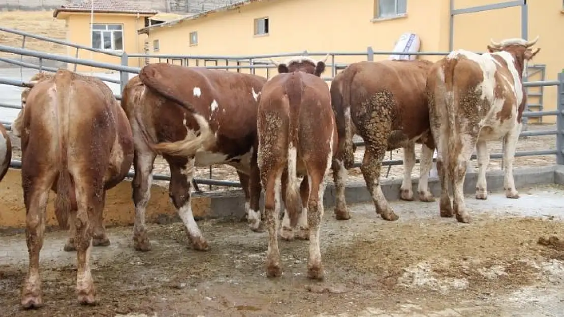 'Deprem bölgesi Elazığ´da kurbanlıklar pazara indi'