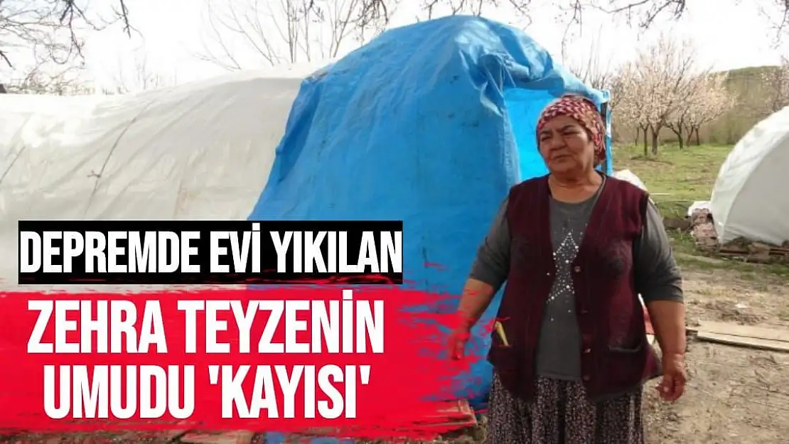 Depremde evi yıkılan Zehra teyzenin umudu `kayısı´