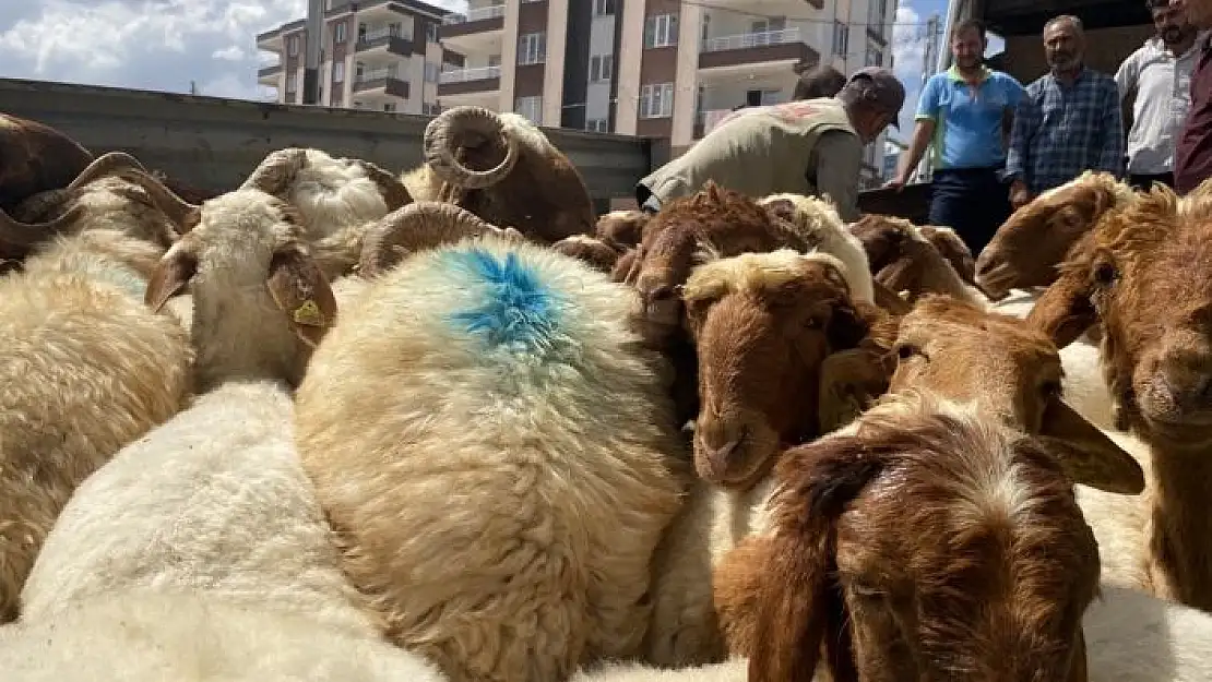 'Depremde hayvanlarını kaybedenlere hayvan dağıtıldı'