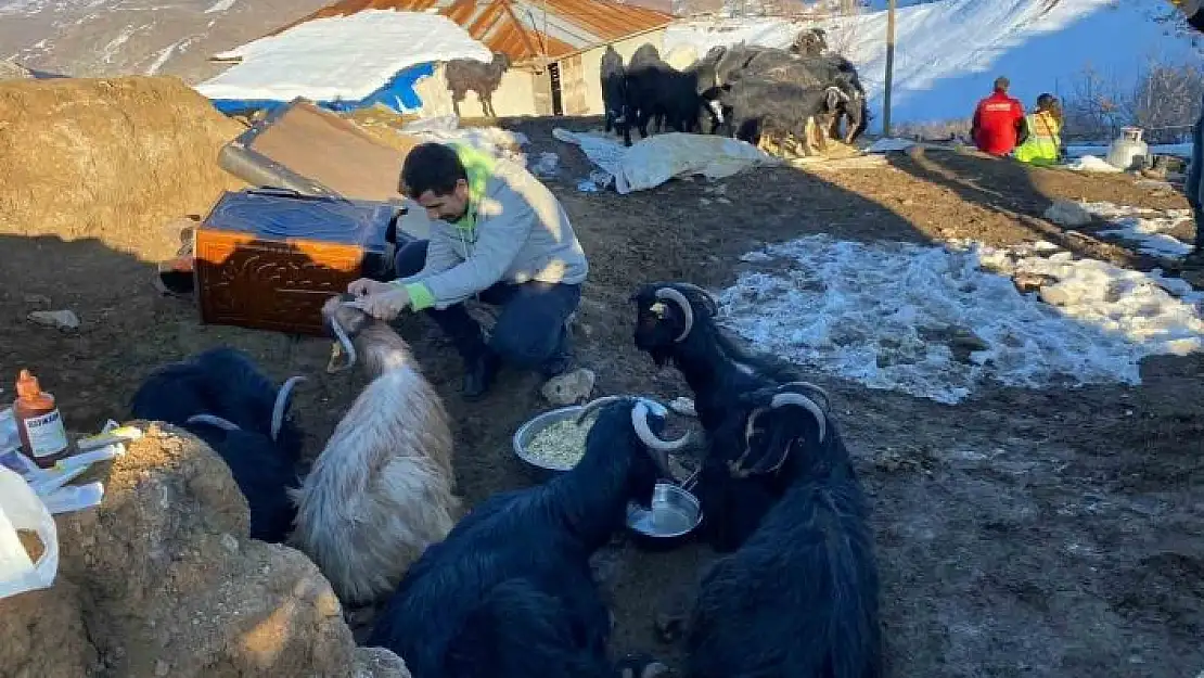 'Depremin 17. gününde 24 keçi enkazdan kurtarıldı'