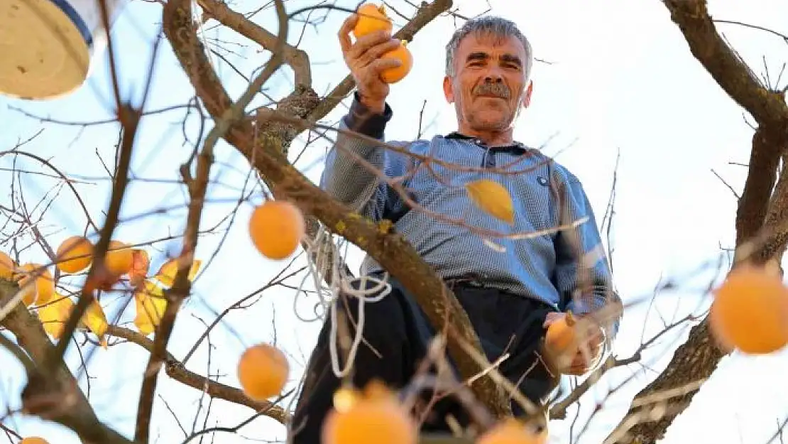 'Depremin merkez üssünde çiftçilerin ´hurma´ hasadı sevinci'