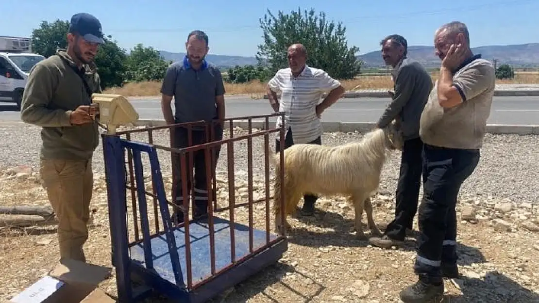 'Depremin merkezinde her yıl dolup taşan kurbanlık satış yerleri bu sene boş kaldı'