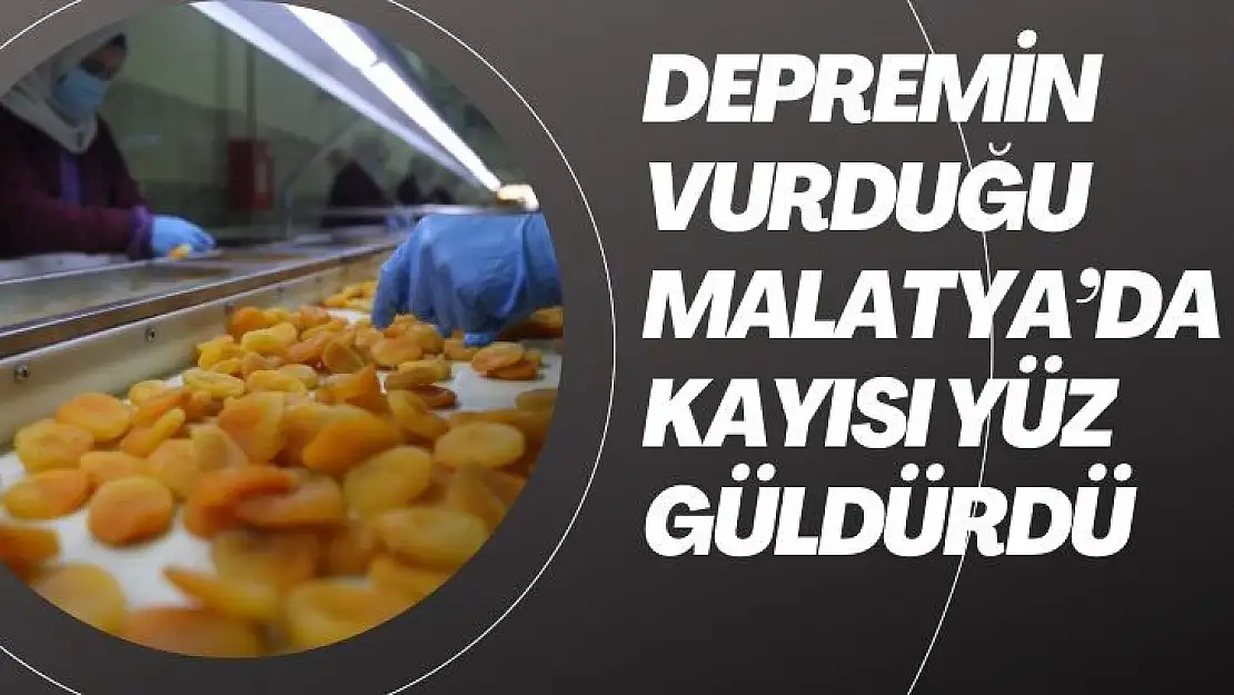 Depremin vurduğu Malatya´da kayısı yüz güldürdü