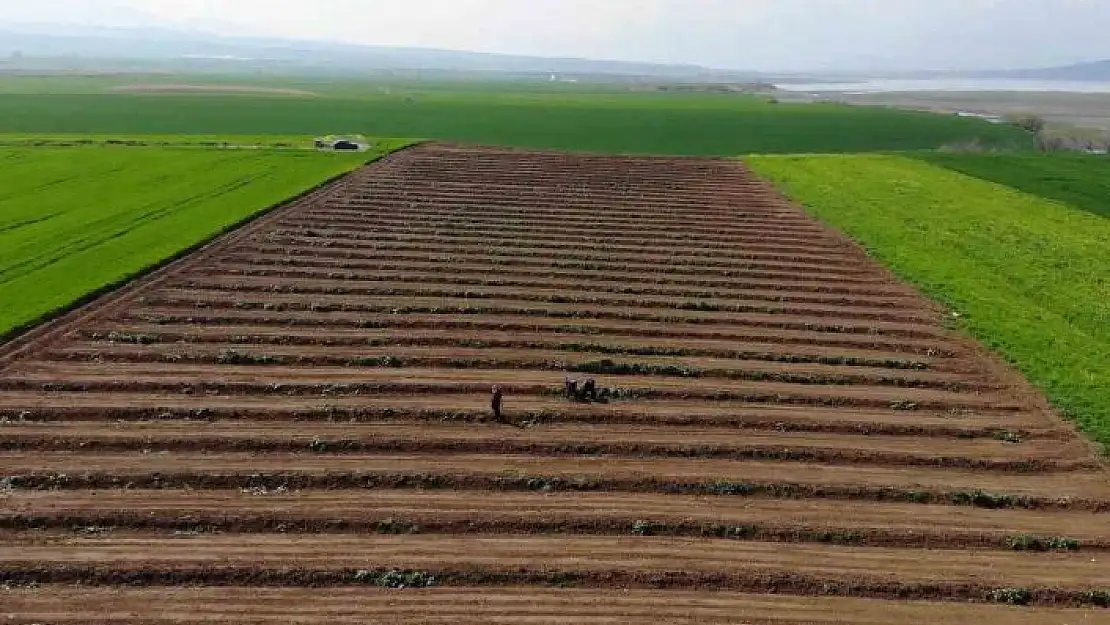 'Depremzede çiftçiler üretmek için döndü, tarlalarında mesaiye başladı'