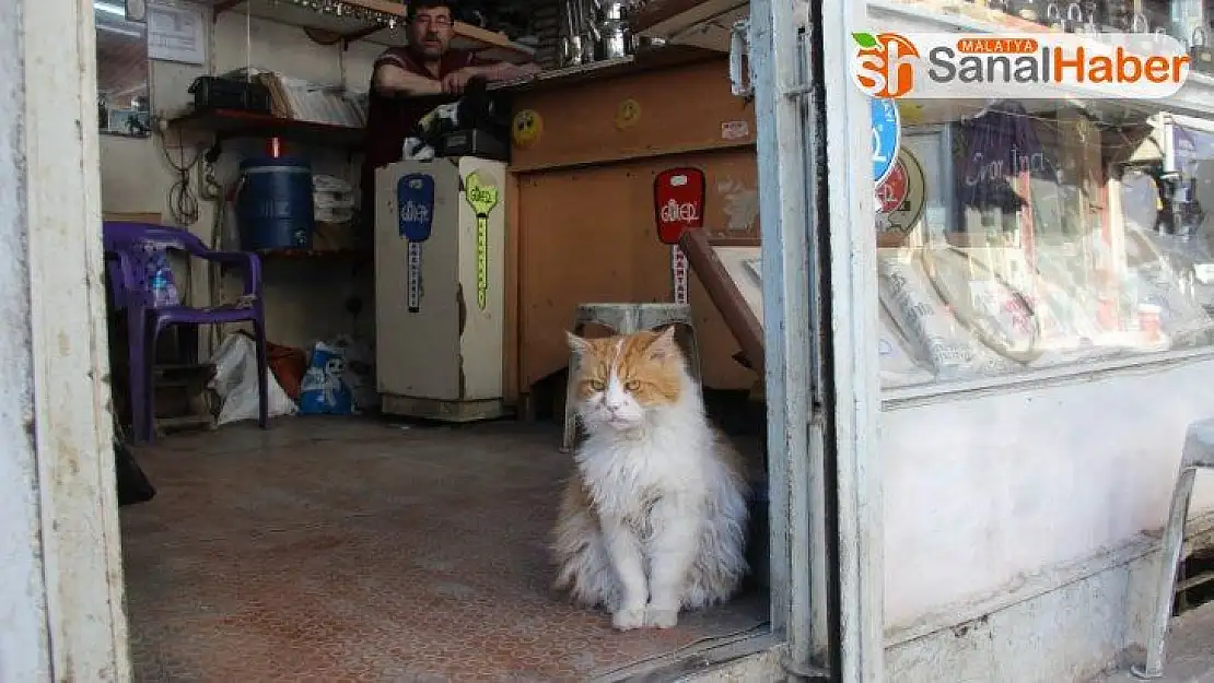 Depresyona giren kedi 9 kiloya ulaştı, gündüzleri de 8 saat uyumaya başladı
