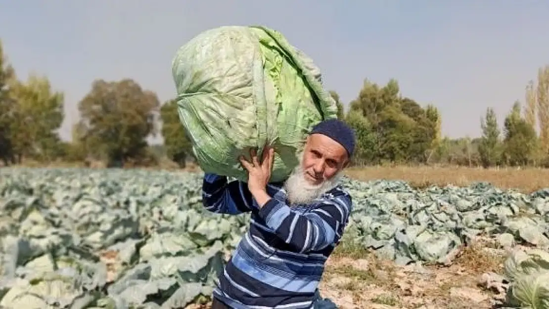 'Dev lahanaların hasadı başladı'