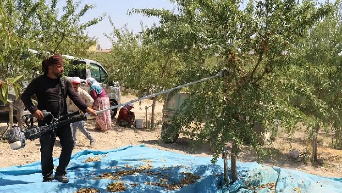 'Devlet desteğiyle 45 dekara badem ekti, ilk hasada başladı'
