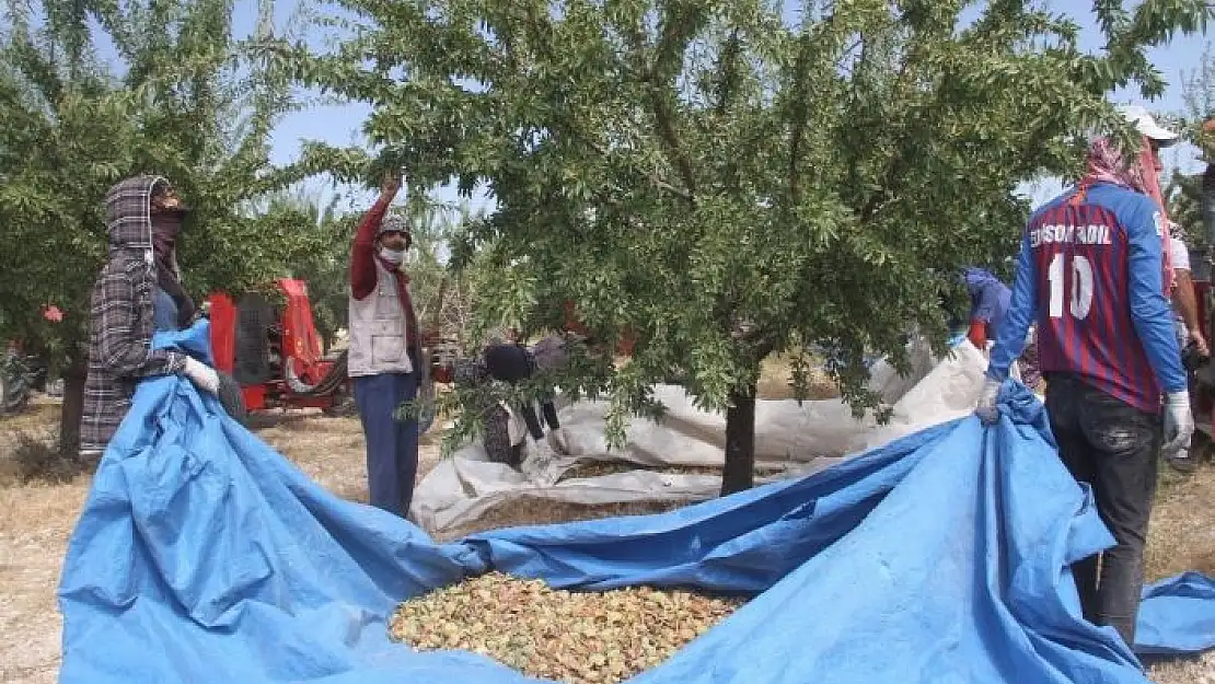 'Devlet desteğiyle bin dönüme ektiği bademde hasada başladı'