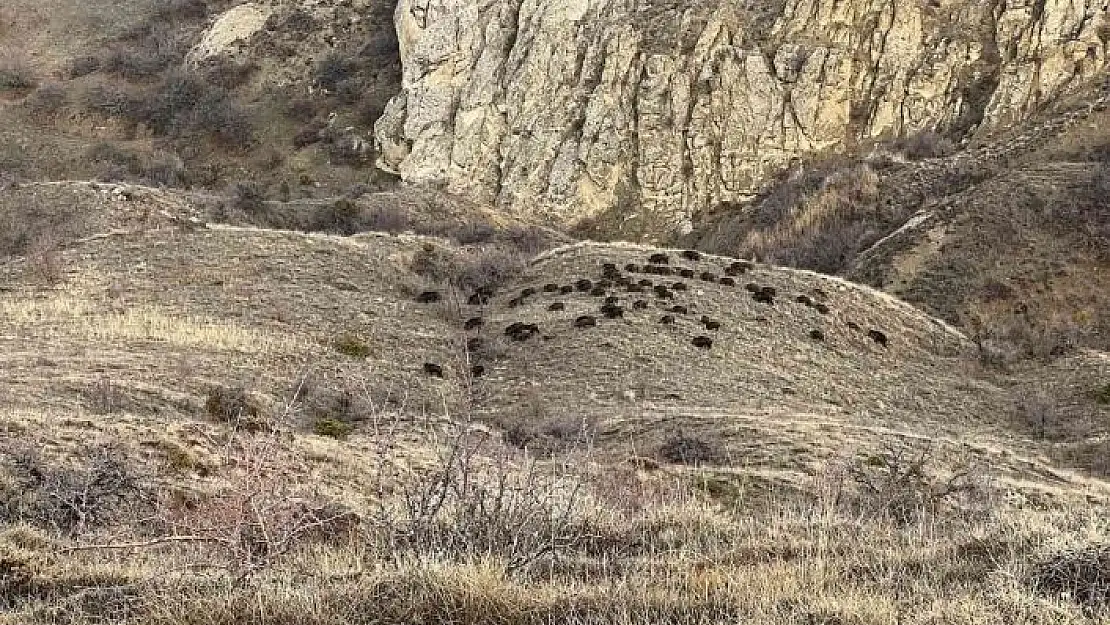 'Doğa fotoğrafçısı, karşılaştığı sürü ile neye uğradığını şaşırdı'
