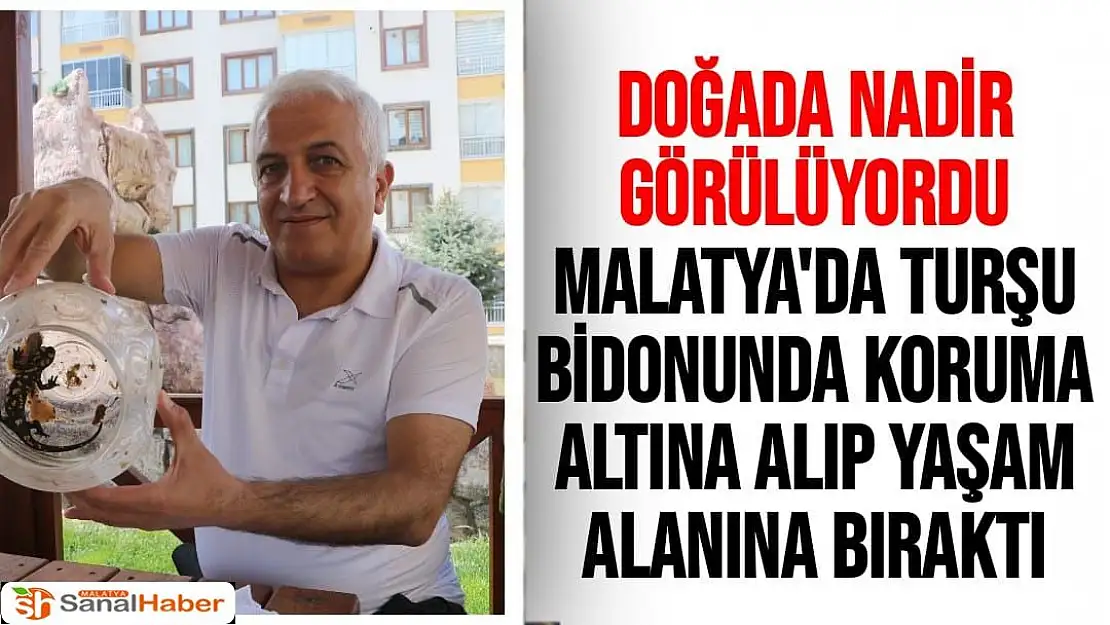 Doğada nadir görülüyordu, Malatya'da turşu bidonunda koruma altına alıp yaşam alanına bıraktı