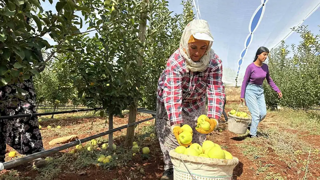 Malatya'da elma tarlada 10, markette 40 TL