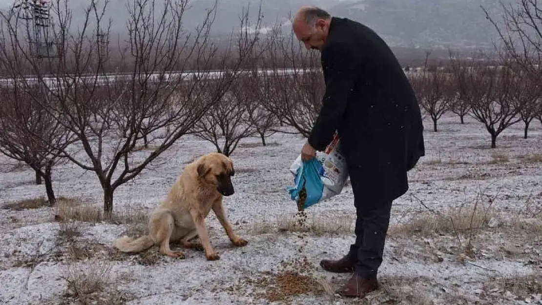 'Doğanşehir´de sokak hayvanlarını unutmadı'