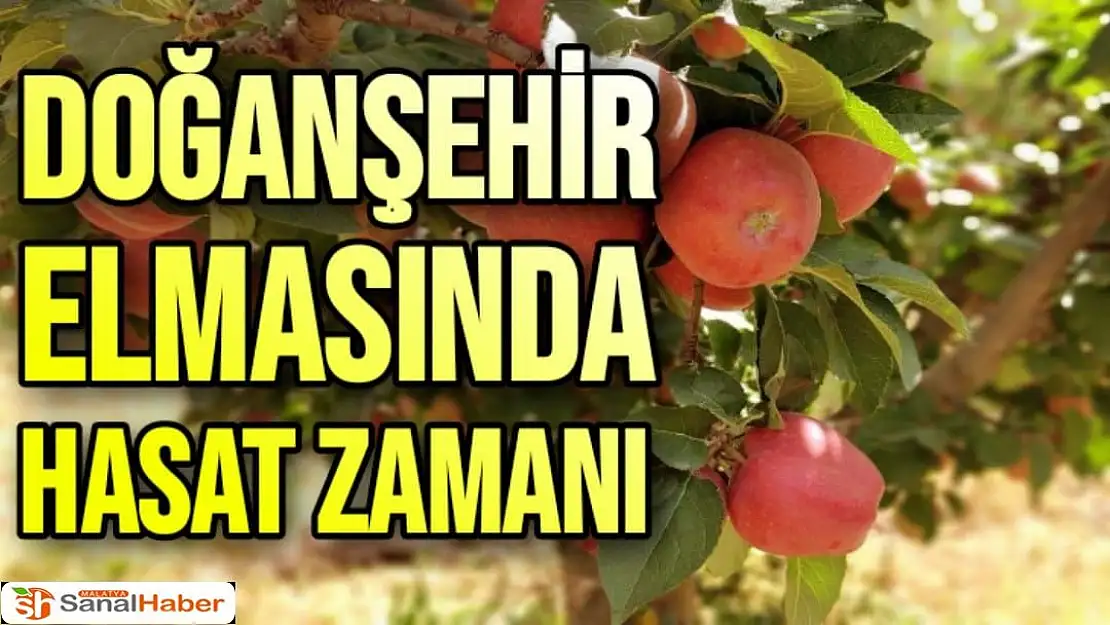 Doğanşehir elmasında hasat zamanı