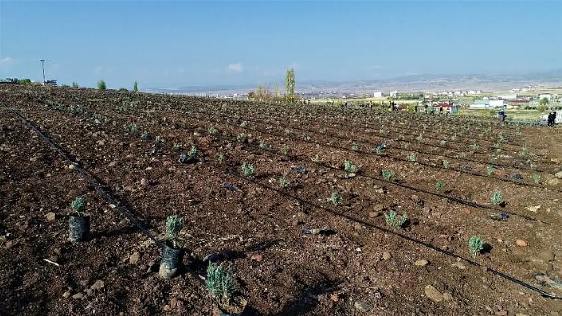 'Doğu Anadolu Bölgesi´nin en büyük lavanta bahçesi Elazığ´da kuruldu'