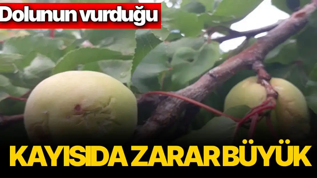 Dolunun vurduğu kayısıda zarar büyük