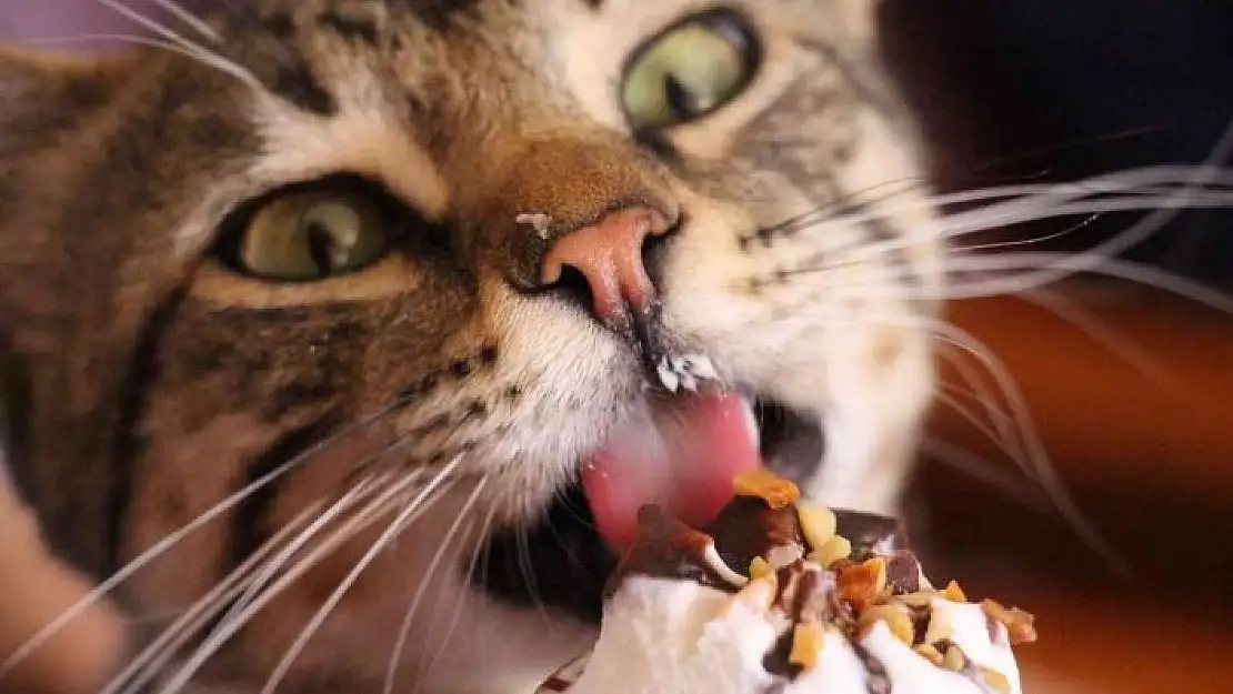 'Dondurma bağımlısı kedi çay ocağının maskotu oldu'