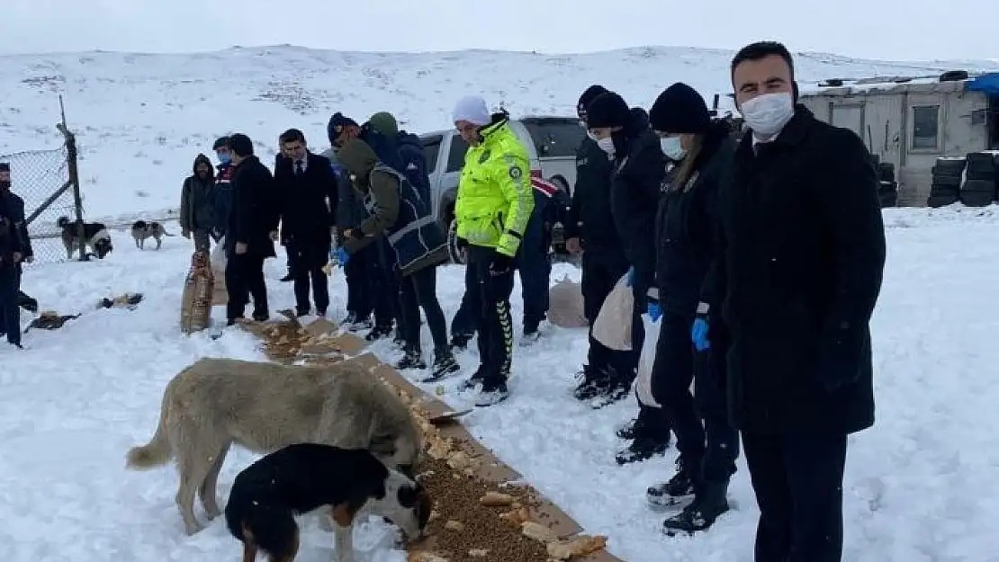 'Dondurucu soğuklarda sokak hayvanları unutulmadı'