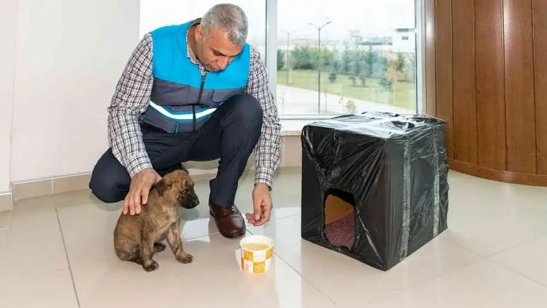 'Donmak üzere olan yavru köpeği MASKİ personelleri kurtardı'