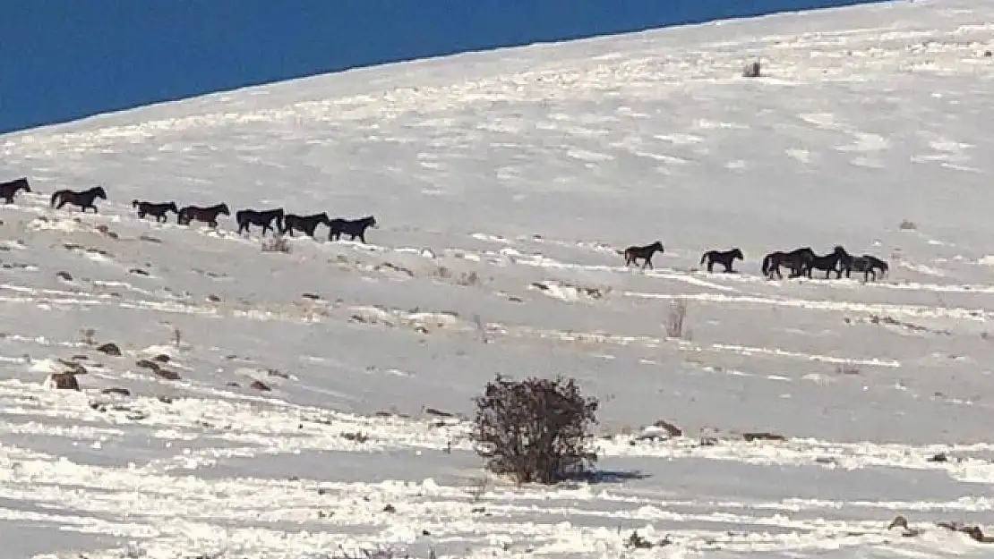 'Drone kamerasına takılan yılkı atları eşsiz görüntüler oluşturdu'