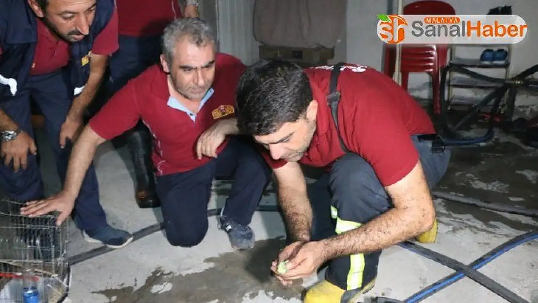 Dumandan etkilenen kuşa suni tenefüs ve kalp masajı