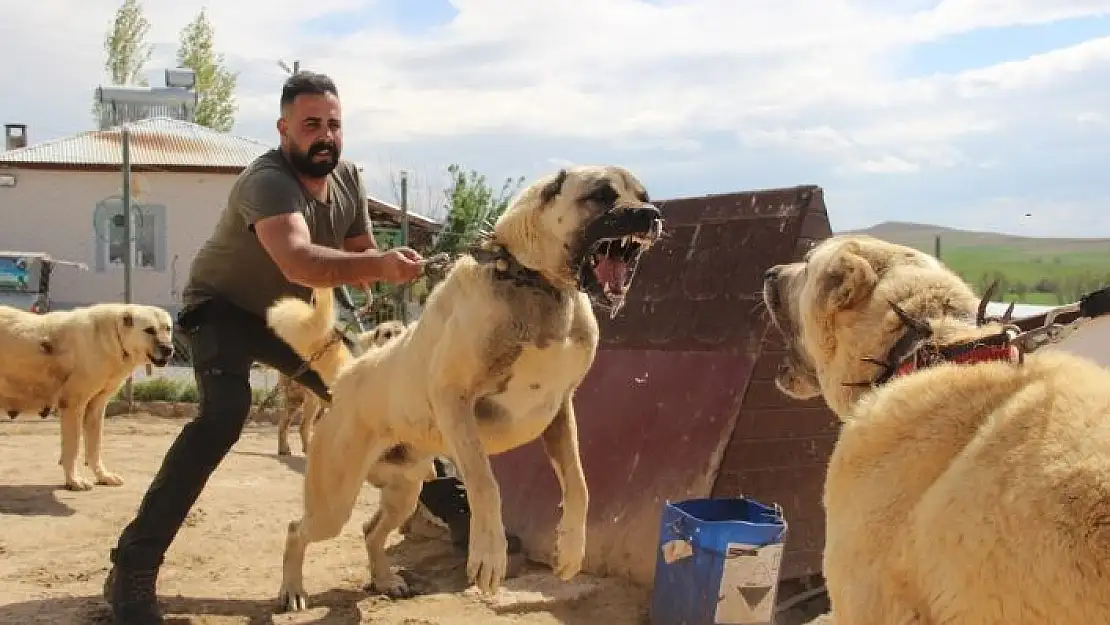 'Dünyaca ünlü Kangal köpekleri o ildeki cezaevlerini koruyacak'