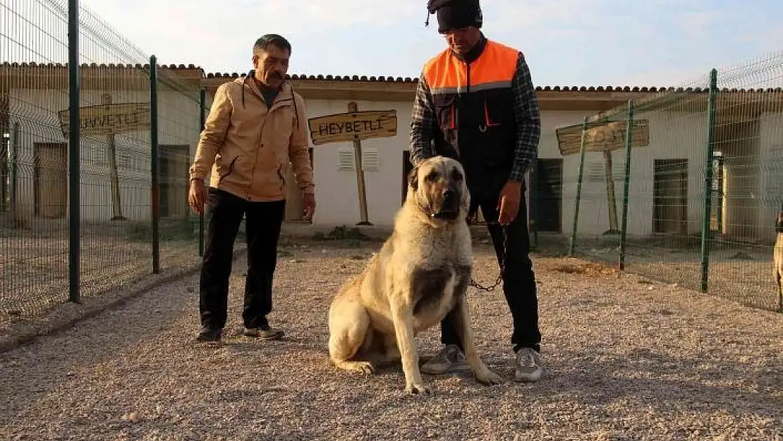 'Dünyaca ünlü Kangallar, 60 bin ziyaretçi ağırladı'