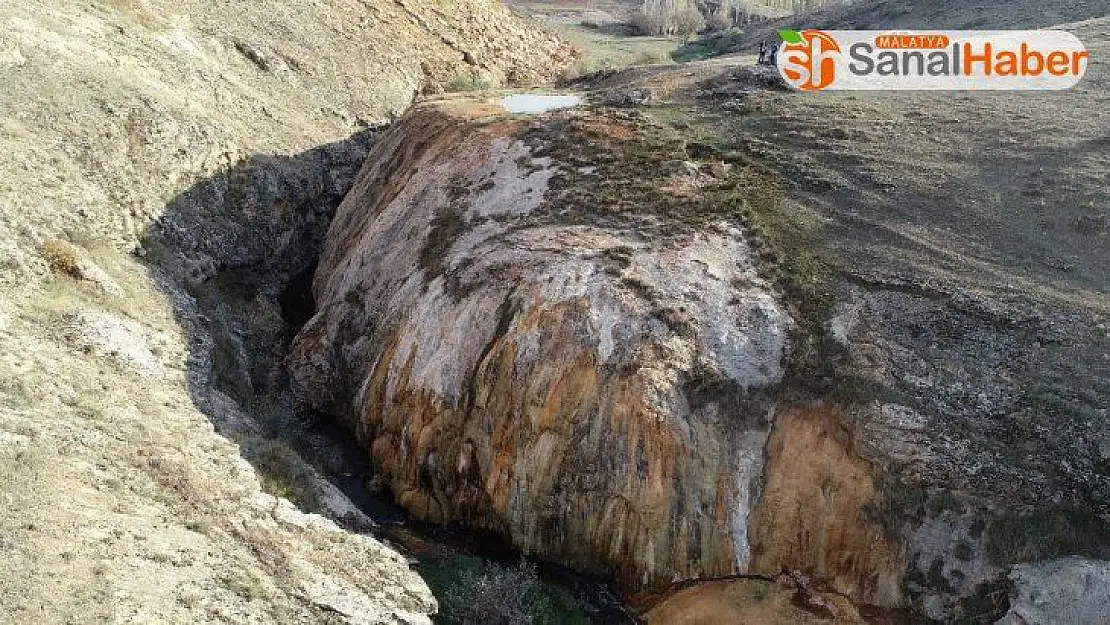 Dünyada nadir görülüyordu, koruma atına alındı
