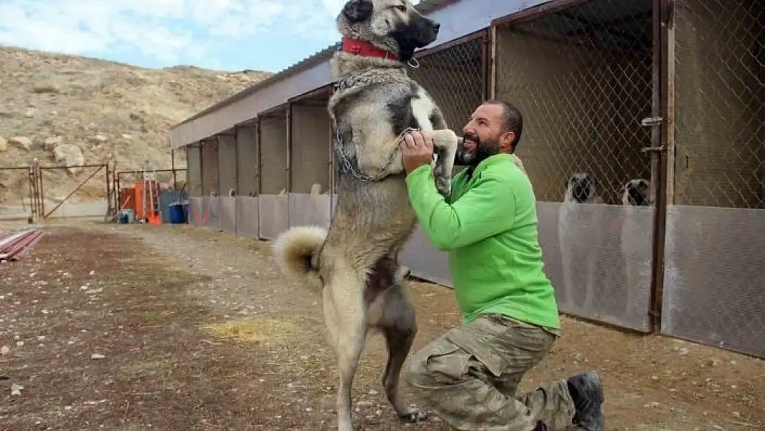 'Dünyanın en sadık ve en cesur sürü koruma köpeği'