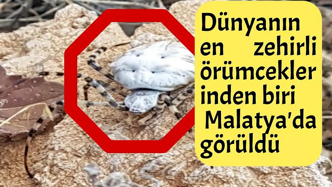 Dünyanın en zehirli örümceklerinden biri Malatya´da görüldü