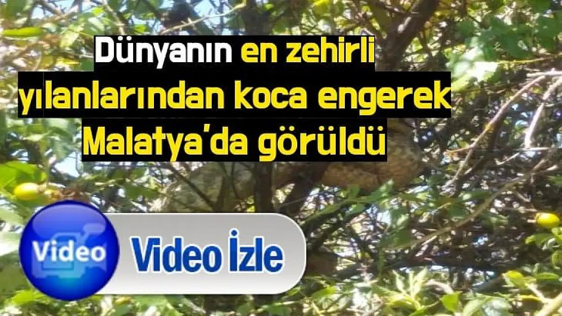 Dünyanın en zehirlisi Malatya'da görüldü