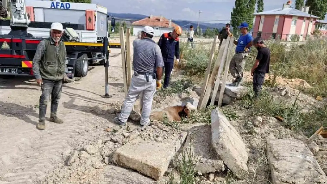 'Düştüğü menfezde mahsur kalan inek kurtarıldı'