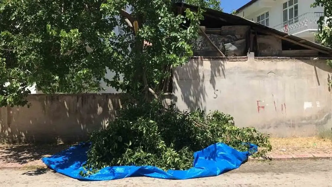 'Dut silkelerken ağaçtan düşen adam ağır yaralandı'