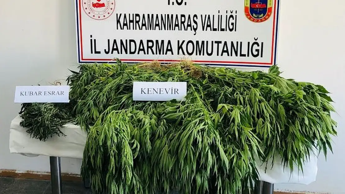 'Ekinözü jandarmasından kenevir operasyonu'