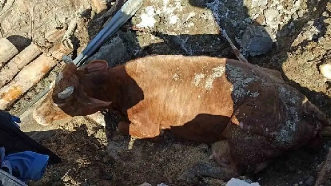 'Ekipler enkaz altında kalan hayvanları kurtarılıp, brandadan hayvan barınağı kuruyor'