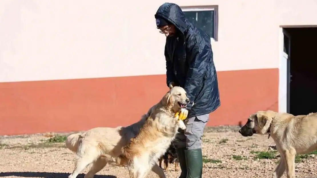 'Elazığ Belediyesi´nin yeni hizmetiyle artık hayvan sahiplenmek daha kolay'