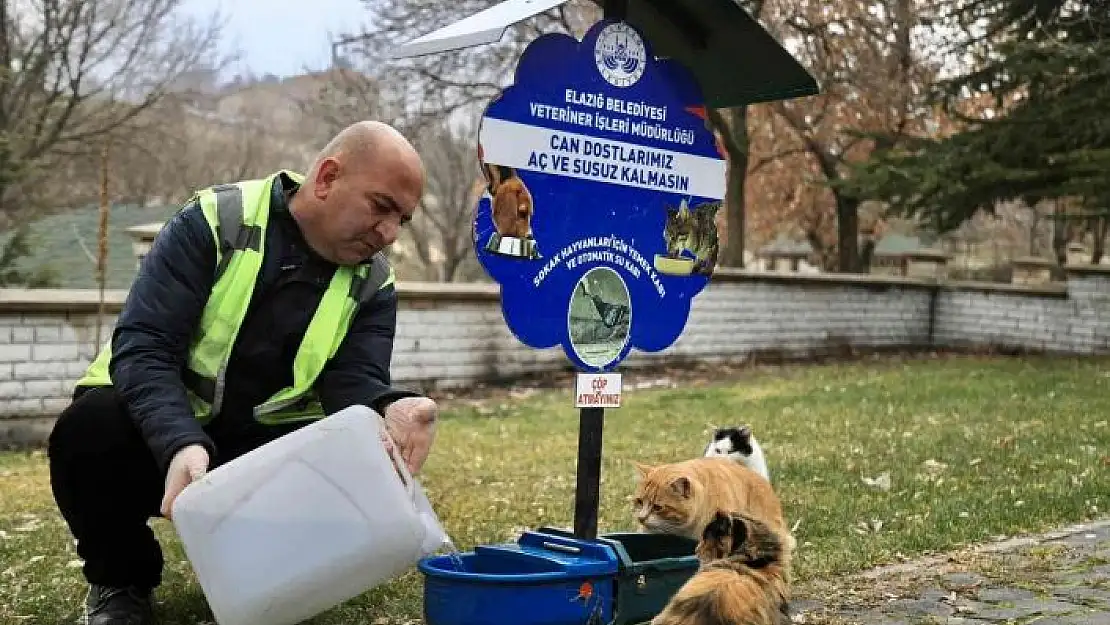 'Elazığ Belediyesi, sokak hayvanlarını yalnız bırakmıyor'