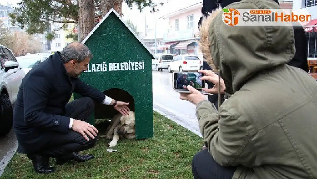 Elazığ'da 'Köpek Dostu ilçe' kış nedeniyle kulübelerle donatıldı