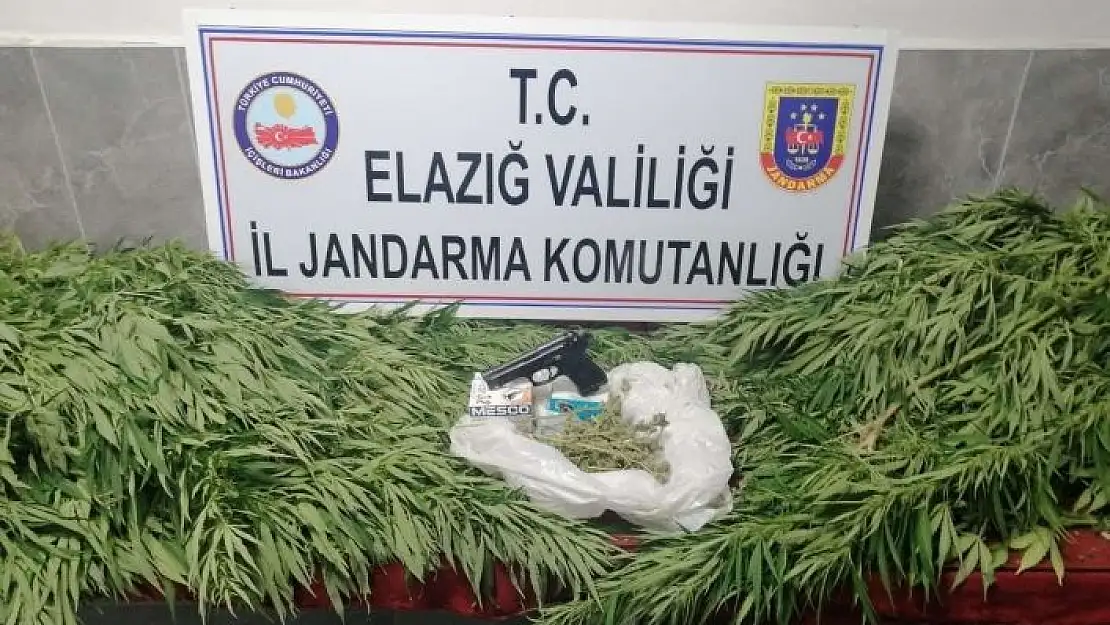 'Elazığ´da 119 kök kenevir ele geçirildi'