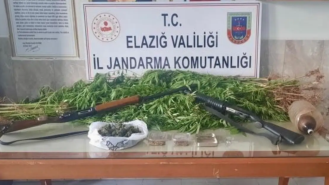 'Elazığ´da 354 kök kenevir ele geçirildi, 1 şüpheli yakalandı'
