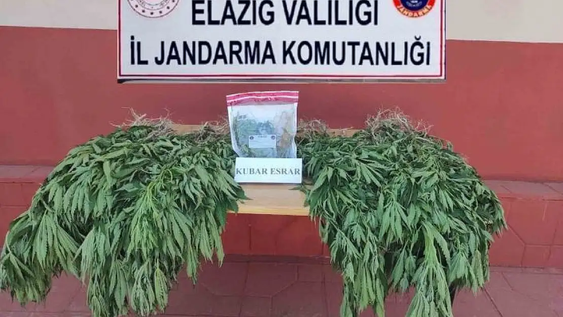 'Elazığ´da 462 kök kenevir bitkisi ele geçirildi'