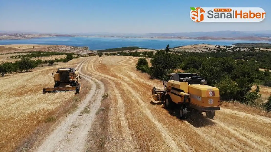 Elazığ'da 600 dönüme arpa eken başkan, hasada başladı